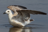 Larus armenicus